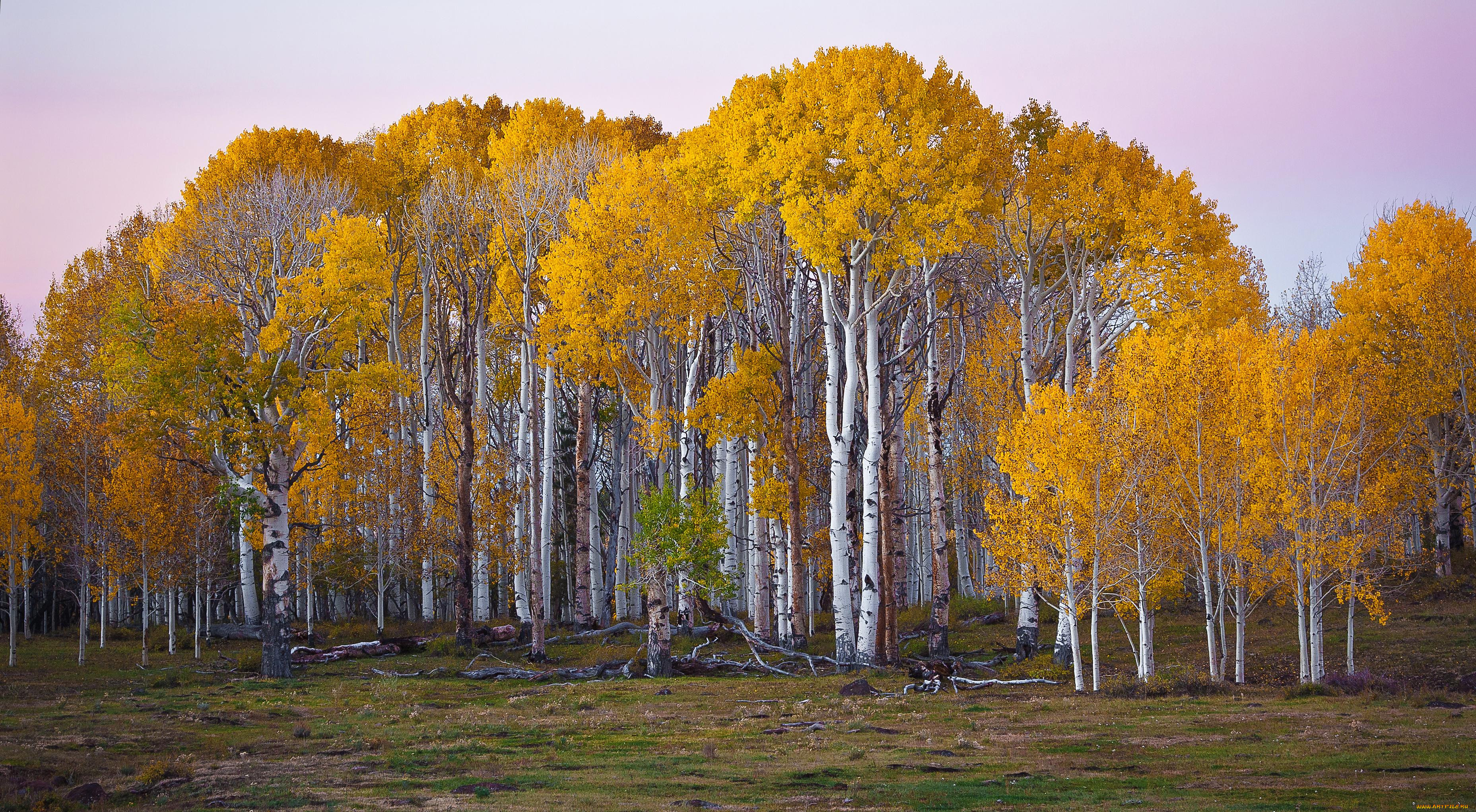 Birch forest. Алтайский заповедник береза бородавчатая. Береза повислая в лесу. Золотая Березовая роща осенью. Тополь осинообразный Пандо.